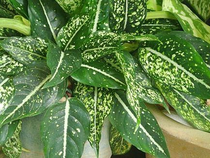 Aglaonema - îngrijire la domiciliu, cum să facă mai stufoasa, foto, video