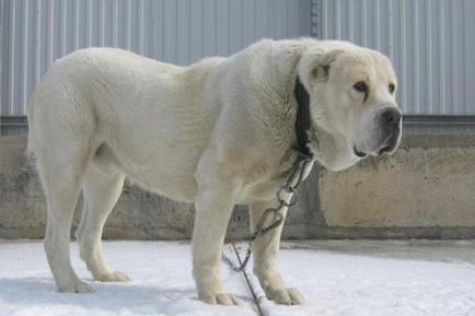 Alabai caracteristică a rasei, proprietarii reale de ciobanesc din Asia Centrală, o descriere a exteriorului,