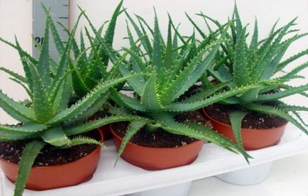 Aloe la domiciliu cum sa transplant, reproduce, atât în ​​timpul