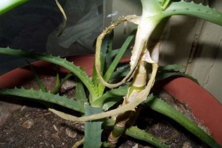Aloe la domiciliu cum sa transplant, reproduce, atât în ​​timpul
