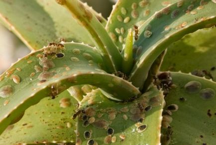 Aloe la domiciliu cum sa transplant, reproduce, atât în ​​timpul