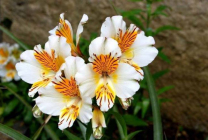 Alstroemeria (55 fotografii) culori caracteristice, cele mai bune soiuri, plantare, îngrijire, udare, fertilizare,