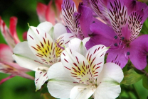 Alstroemeria (55 fotografii) culori caracteristice, cele mai bune soiuri, plantare, îngrijire, udare, fertilizare,