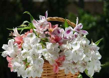 Alstroemeria (55 fotografii) culori caracteristice, cele mai bune soiuri, plantare, îngrijire, udare, fertilizare,