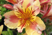 Alstroemeria (55 fotografii) culori caracteristice, cele mai bune soiuri, plantare, îngrijire, udare, fertilizare,