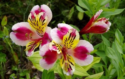 Alstroemeria (55 fotografii) culori caracteristice, cele mai bune soiuri, plantare, îngrijire, udare, fertilizare,