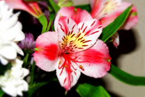 Alstroemeria (55 fotografii) culori caracteristice, cele mai bune soiuri, plantare, îngrijire, udare, fertilizare,