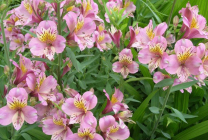 Alstroemeria (55 fotografii) culori caracteristice, cele mai bune soiuri, plantare, îngrijire, udare, fertilizare,