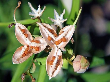 Alstroemeria - flori în special în creștere