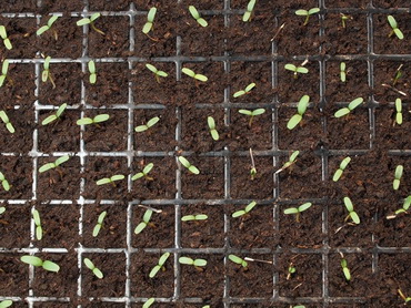 Cultivarea Alstroemeria din semințe de la domiciliu, urozhaynik vesel