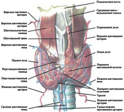 Anatomia și fiziologia glandei tiroide