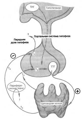 Anatomia și fiziologia glandei tiroide