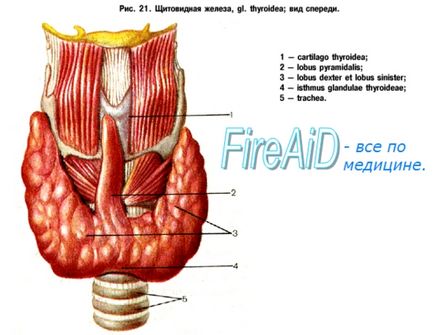 Anatomia glandei tiroide