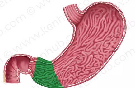 Antrum stomacului - gastrite, ulcere, polipi și alte boli ale antrum