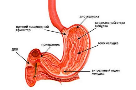 Antrum în cazul în care, departamente, diagnosticare