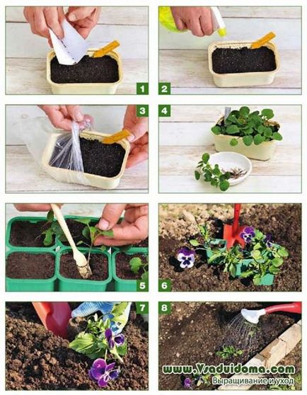 Panselute (foto) de plantare și cultivare, site-ul de grădină, cabana și plante de interior (panselute) Panselute (foto) de plantare și cultivare, site-ul de grădină, cabana și plante de apartament