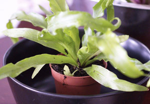 Asplenium (spleenwort) de plantare și de îngrijire la domiciliu