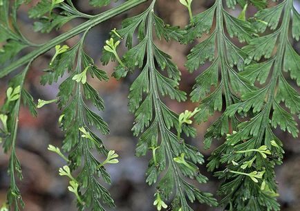 Asplenium (spleenwort) de plantare și de îngrijire la domiciliu