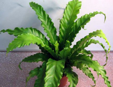Asplenium (spleenwort) de plantare și de îngrijire la domiciliu