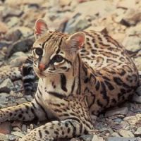 Asian Leopard Cat