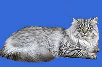 Barselit - pisici siberiene culorile roșu, cu dungi, aur, marmura, tigru, albastru, gri