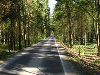 Pădurea Bialowieza - cum se ajunge acolo, excursii, muzeu al naturii, animale, hoteluri, timp de lucru