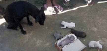 câine vagabond a dat naștere la un copil uman