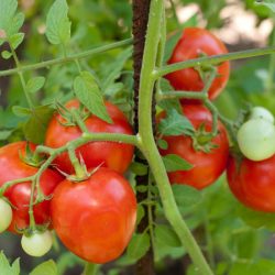 zile faste pentru plantarea tomate pe calendarul lunar, în 2017