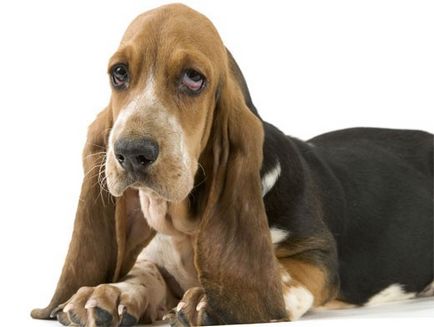 Boli ale urechii la câini simptome de tratament a bolii și prelucrarea urechi de câine
