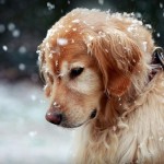 Boli ale urechii la câini simptome de tratament a bolii și prelucrarea urechi de câine