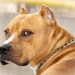 Combaterea rase de câini (50 poze) japoneze cu o față de șobolan, câini amenințător, și o listă de specii, pit bull,