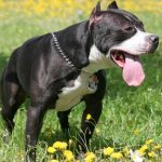 Combaterea rase de câini (50 poze) japoneze cu o față de șobolan, câini amenințător, și o listă de specii, pit bull,