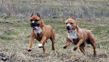 Combaterea rase de câini (50 poze) japoneze cu o față de șobolan, câini amenințător, și o listă de specii, pit bull,