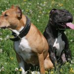 Combaterea rase de câini (50 poze) japoneze cu o față de șobolan, câini amenințător, și o listă de specii, pit bull,