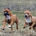 Combaterea rase de câini (50 poze) japoneze cu o față de șobolan, câini amenințător, și o listă de specii, pit bull,