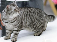 Pisica longhair britanic - culoare, caracter, istorie