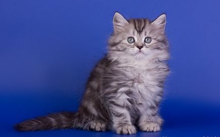 Pisica longhair britanic - culoare, caracter, istorie