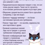 Ce se tem de pisici și pisici în casă, mirosurile din căile de atac apartament și populare, care nu sunt etichetate teritoriu și