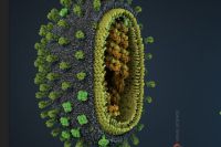 Bacteriile sunt diferite de viruși, întrebări eterne, întrebare-răspuns, argumente și fapte