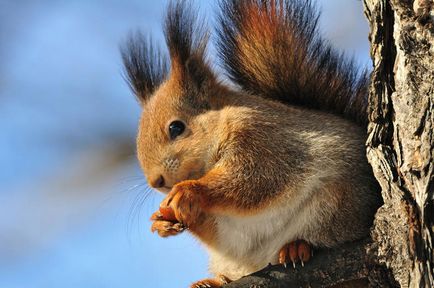 Ce să se hrănească veverițe în parcuri cum ar fi proteine ​​care proteine ​​alimentare favorit