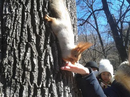 Ce să se hrănească veverițe în parcuri cum ar fi proteine ​​care proteine ​​alimentare favorit