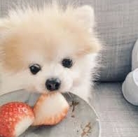 Ce să se hrănească o dietă Spitz Pomeranian de pui si adulti