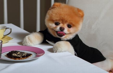 Ce să se hrănească o dietă Spitz Pomeranian de pui si adulti