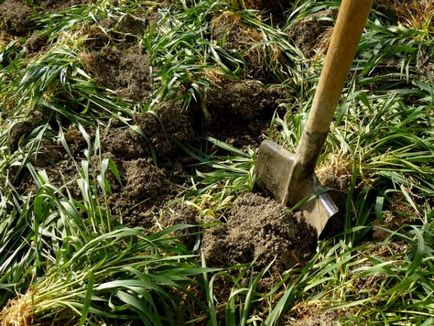 Cum de a fertiliza terenul ca un arc pentru a fertiliza în cazul în care nu există nici un gunoi de grajd, îngrășăminte pentru grădină, care