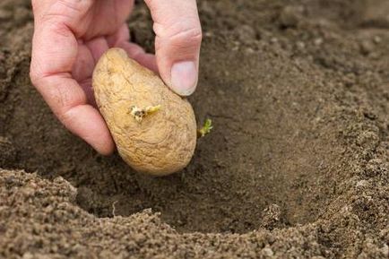 Murdărirea cartofii la plantare în gaură