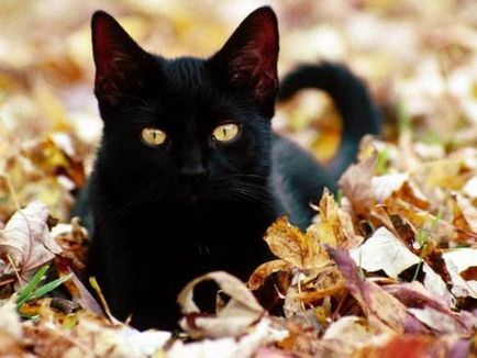 Pisicile negre (18 frumoase fotografii)