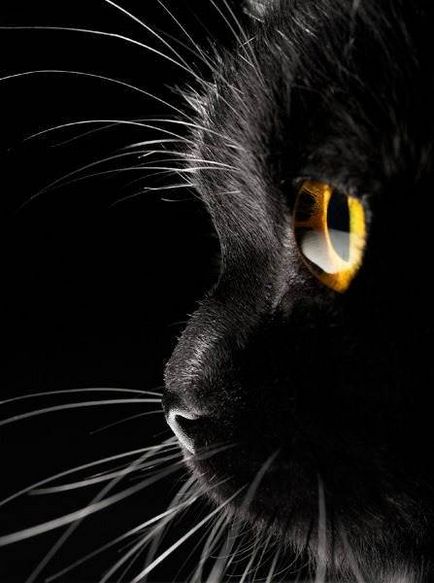 Pisicile negre (18 frumoase fotografii)