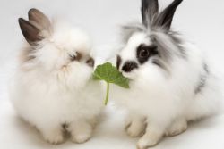 Că iepuri ornamentale mănâncă