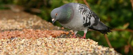 Ce să mănânce și ce să se hrănească porumbeii acasă și pe stradă