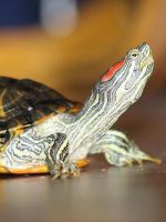 Că mânca țestoase acvatice la domiciliu